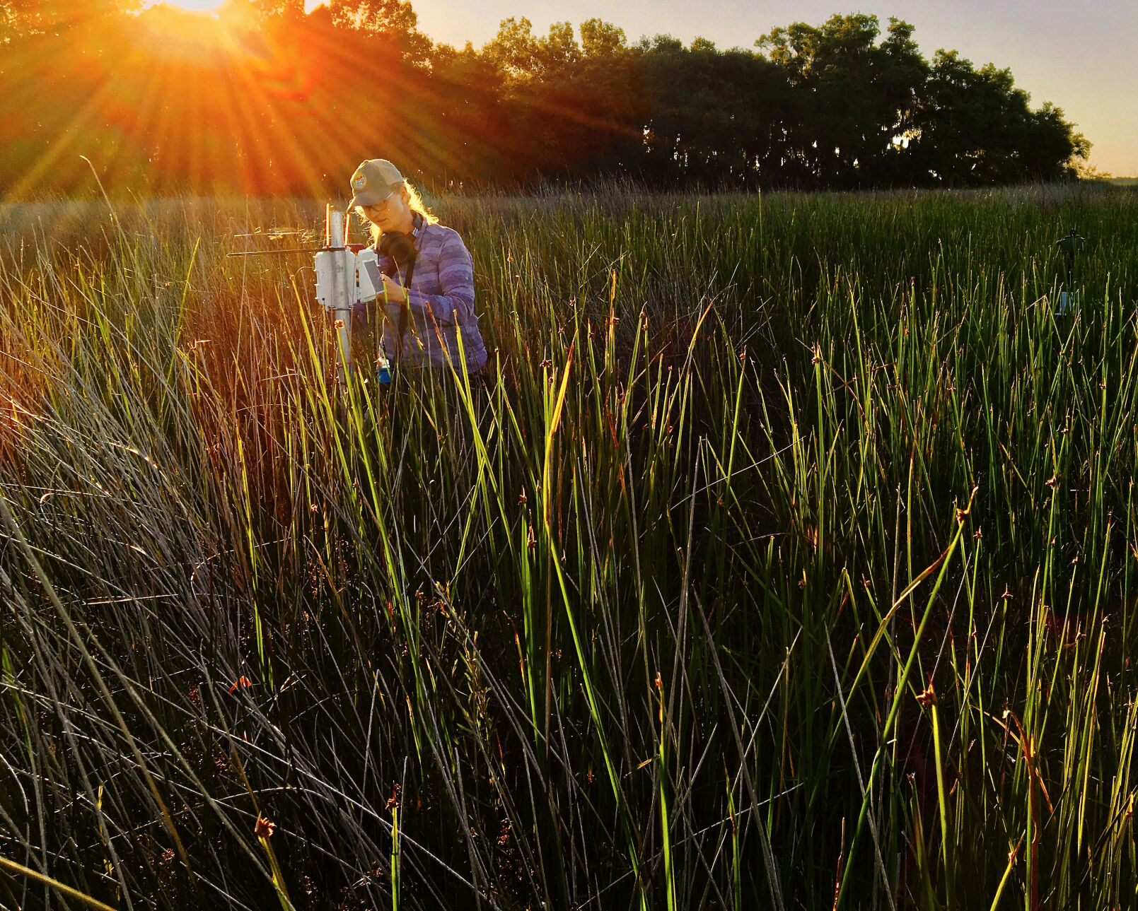 South Carolina biologist Christy Hand checks motion-activated cameras in a coastal marsh